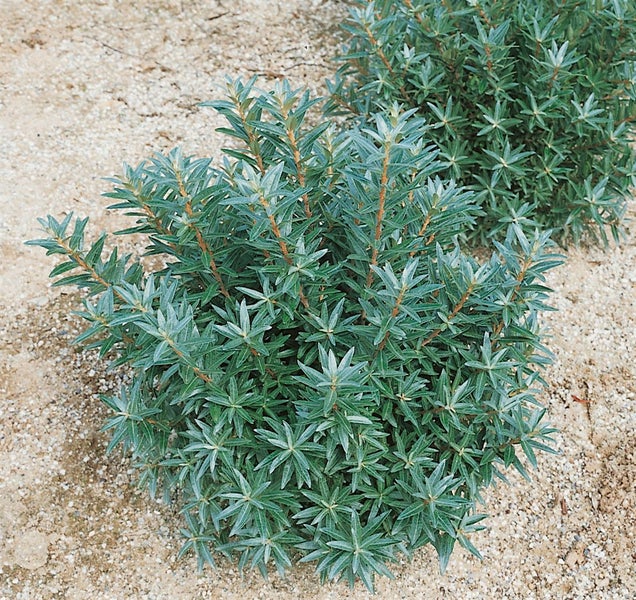Hippophae rhamnoides, Sanddorn, 40–60 cm