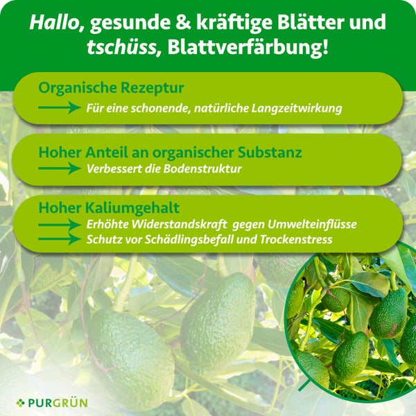 Infografik für Pflanzendünger: Organische Rezeptur für Langzeitwirkung, verbesserte Bodenstruktur und Kalium für Widerstandskraft. Avocados am Baum. Purgrün Logo.