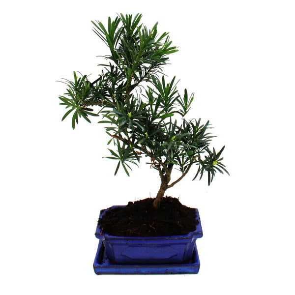 Bonsai Steineibe - Podocarpus macrophyllus - ca. 8 Jahre
