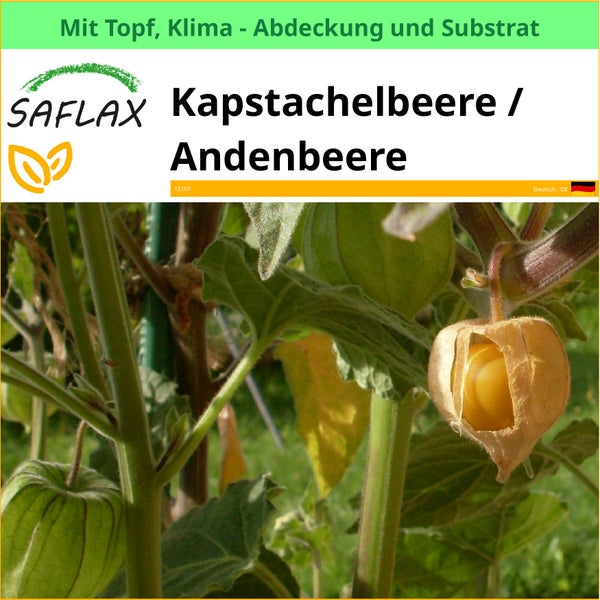 Kapstachelbeere im Topf mit Klima Abdeckung und Substrat