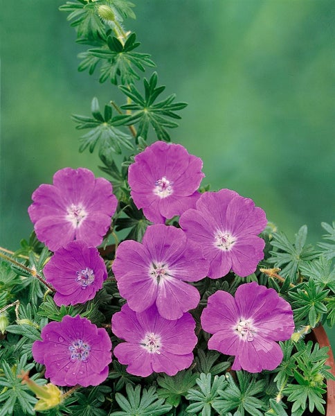 Geranium sanguineum 'Max Frei', Blutstorchschnabel, pink, ca. 9x9 cm Topf