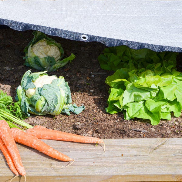 Gartenvlies schützt Blumenkohl und Kopfsalat in einem Gemüsebeet mit Karotten im Vordergrund.