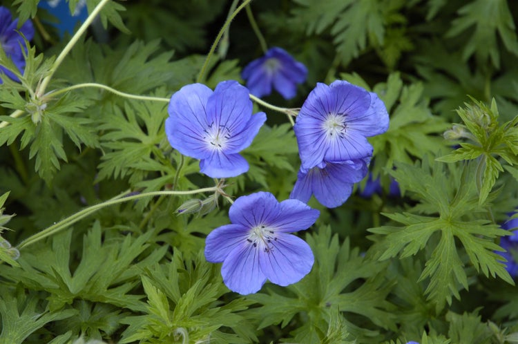 Geranium pratense 'Orion', Storchschnabel, blauviolett, ca. 9x9 cm Topf