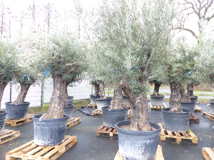 Olivenbaum 100 Jahre, 200 - 250 cm, Stamm 80-100 cm, knorrig urig Olive, winterhart
