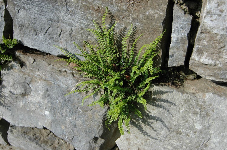 Asplenium trichomanes, Braunstieliger Streifenfarn, ca. 9x9 cm Topf