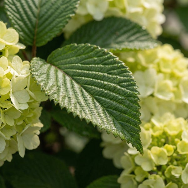 Gezacktes grünes Blatt mit Wassertropfen und hellen Blüten eines Schneeballs.