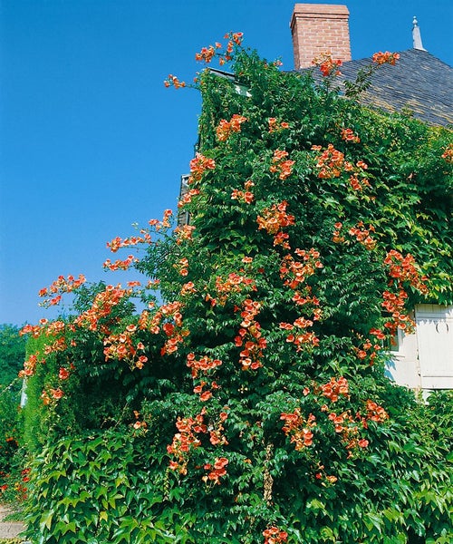 Campsis tagliabuana 'Madame Galen', Trompetenblume, orange-rot, 150–200 cm