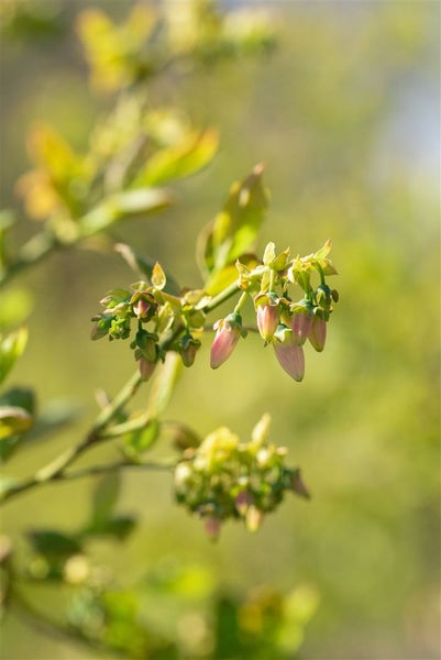 Nahaufnahme einer blühenden Heidelbeerpflanze mit kleinen glockenförmigen Blüten und jungen grünen Blättern am Zweig.