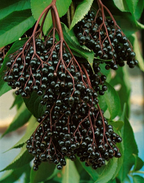 Sambucus nigra, Schwarzer Holunder, 40–60 cm
