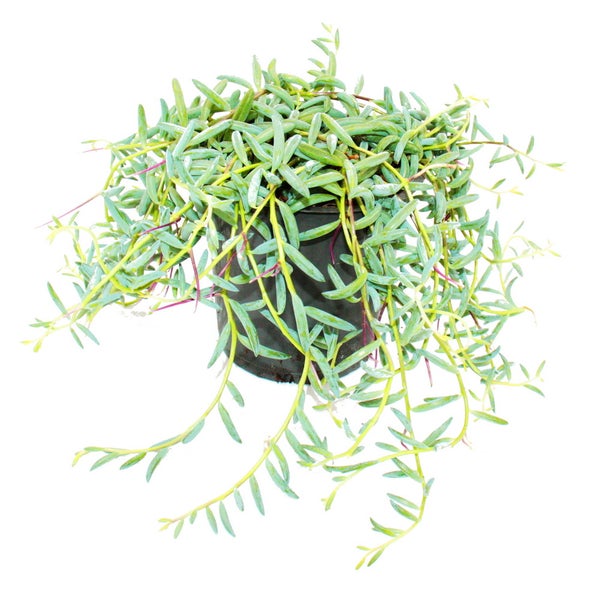 Festool Stichsäge im Set mit Zubehör und Aufbewahrungskoffer