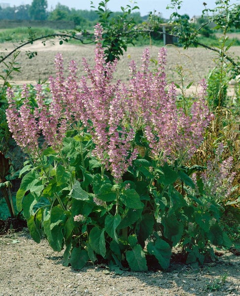 Blühende Salbeipflanze im Garten.