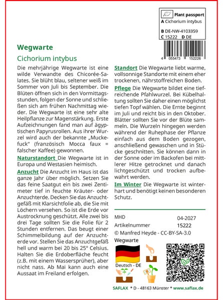 SAFLAX  - Wegwarte - Cichorium intybus - 250 Samen
