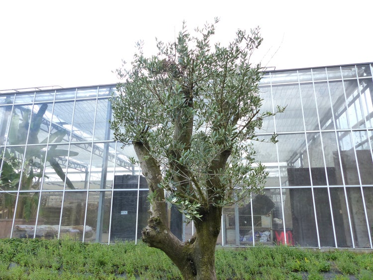 Ein Olivenbaum steht vor einem großen Gewächshaus mit Glasfront im Freien.