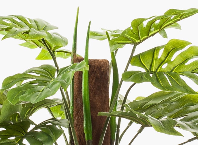 Nahaufnahme von grünen Kiefernnadeln an einem Zweig.