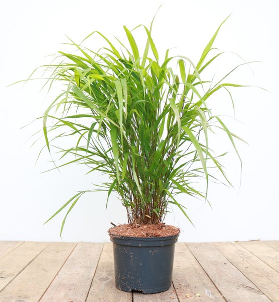 Hakonechloa macra, Japanisches Waldgras, ca. 2 Liter Container