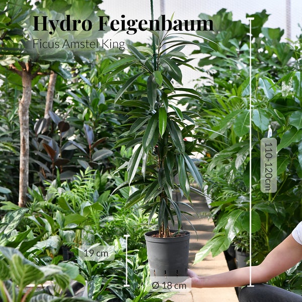 Hydro Feigenbaum Ficus Amstel King, Höhe circa 110 bis 120 cm, Topf circa 19 cm hoch und circa 18 cm Durchmesser.