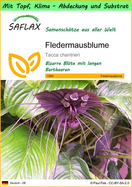 SAFLAX Garden to go - Fledermausblume - Tacca chantrieri - 10 Samen - Mit Topf, Klima - Deckel und Anzuchtsubstrat