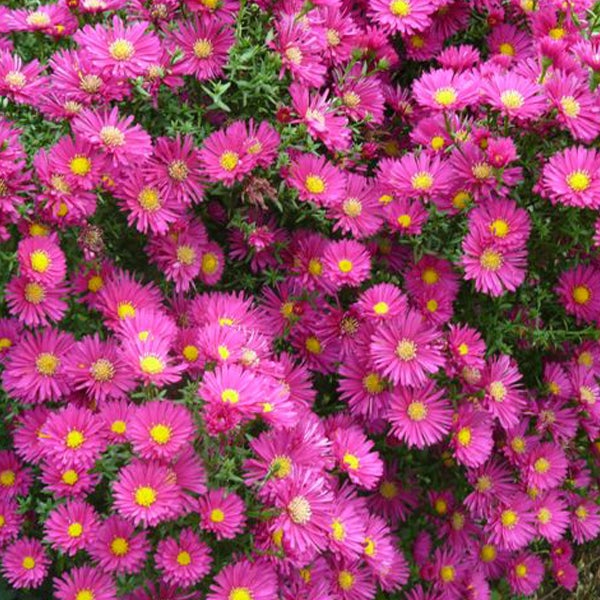 Aufnahme von großem Busch mit vielen Asternblüten