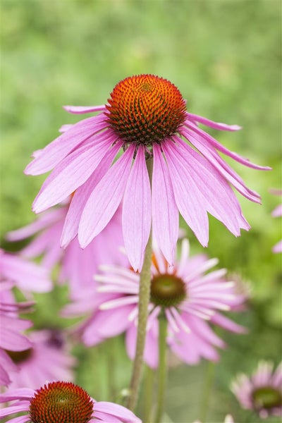 Echinacea purpurea 'Magnus', Sonnenhut, rosa, ca. 9x9 cm Topf