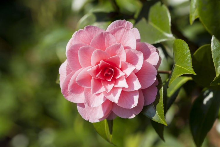 Camellia japonica 'Mrs Tingley', Kamelie, hellrosa, 40–60 cm