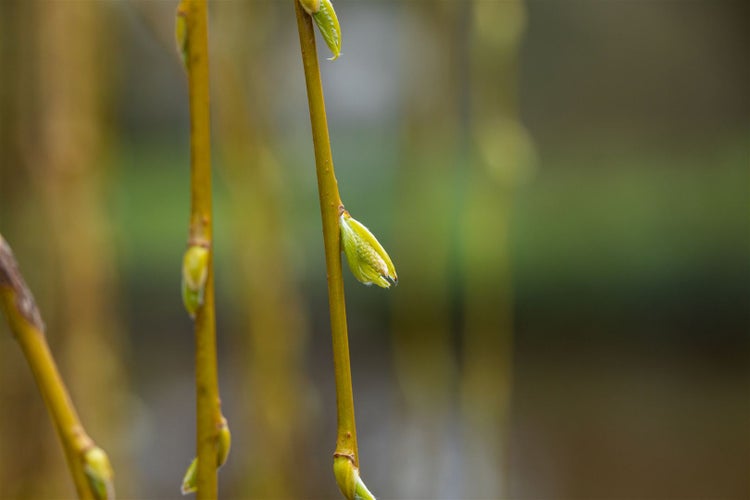 Salix alba 'Tristis', Trauerweide, gelbgrün, 80–100 cm