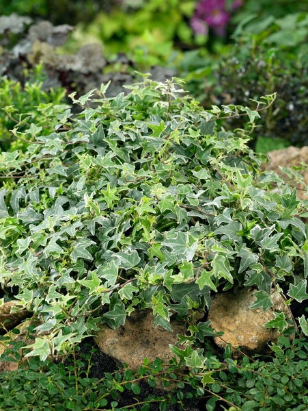 Hedera helix 'Little Diamond', Efeu, grün-weiß, ca. 9x9 cm Topf