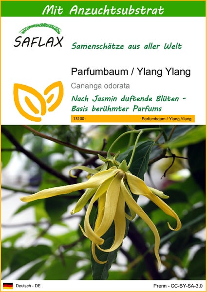 SAFLAX  - Parfumbaum / Ylang Ylang - Cananga odorata - 10 Samen - Mit keimfreiem Anzuchtsubstrat