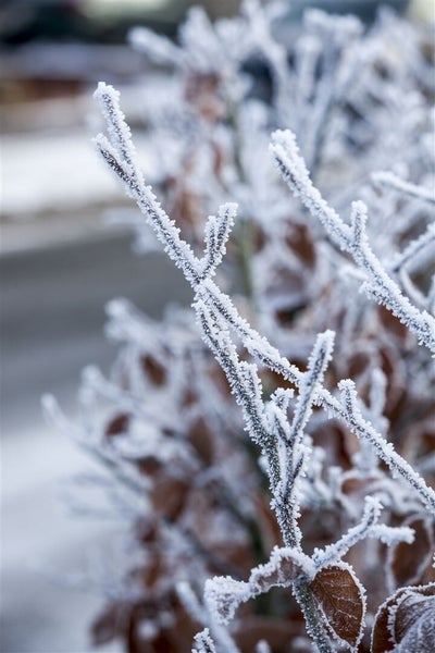 Nahaufnahme von mit Reif bedeckten Zweigen und braunen Blättern an einem Wintertag.