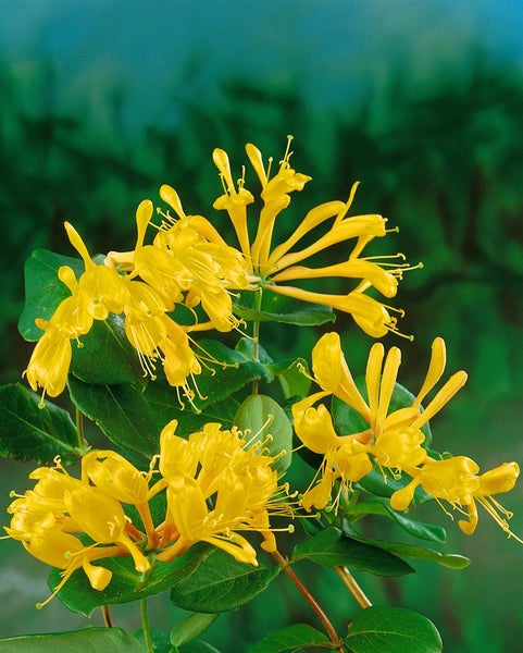 Lonicera tellmanniana, Geißblatt, orange-gelb, 60–100 cm