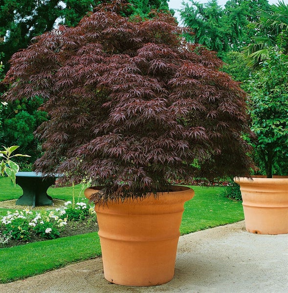 Acer palmatum 'Garnet', Japanischer Ahorn, tiefrot, 30–40 cm