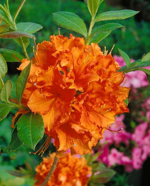 Rhododendron luteum 'Gibraltar', gelb-orange, 40–50 cm