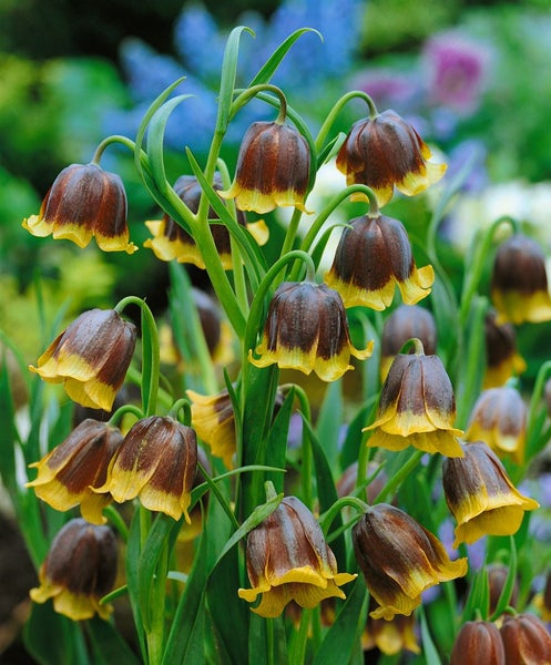 Gruppe von Schachbrettblumen im Garten