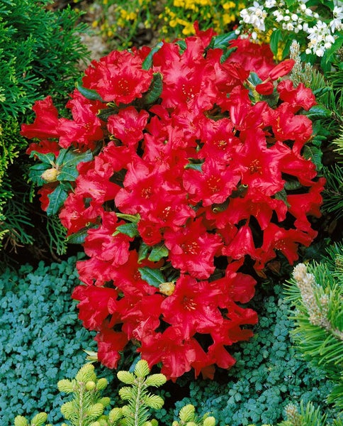 Rhododendron repens 'Baden Baden', rot, 25–30 cm
