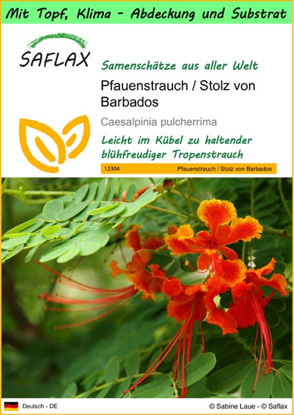SAFLAX Garden to go - Pfauenstrauch / Stolz von Barbados - Caesalpinia pulcherrima - 10 Samen - Mit Topf, Klima - Deckel und Anzuchtsubstrat