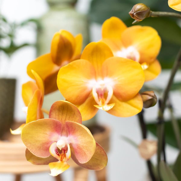 Kolibri Orchids Überraschungsbox Mix Pflanzen-Vorteilsbox Überraschungsbox mit 4 verschiedenen Orchideen 12cm