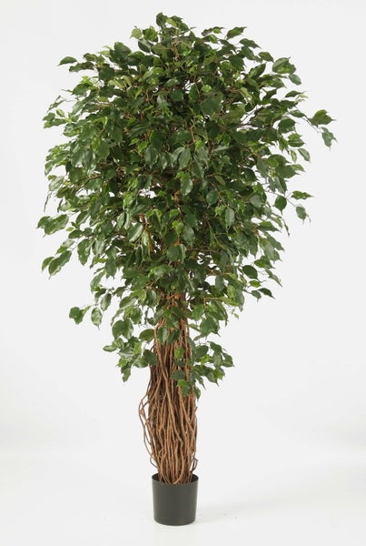 Künstliche Birkenfeige Ficus Benjamina mit geflochtenem Stamm im schwarzen Topf.