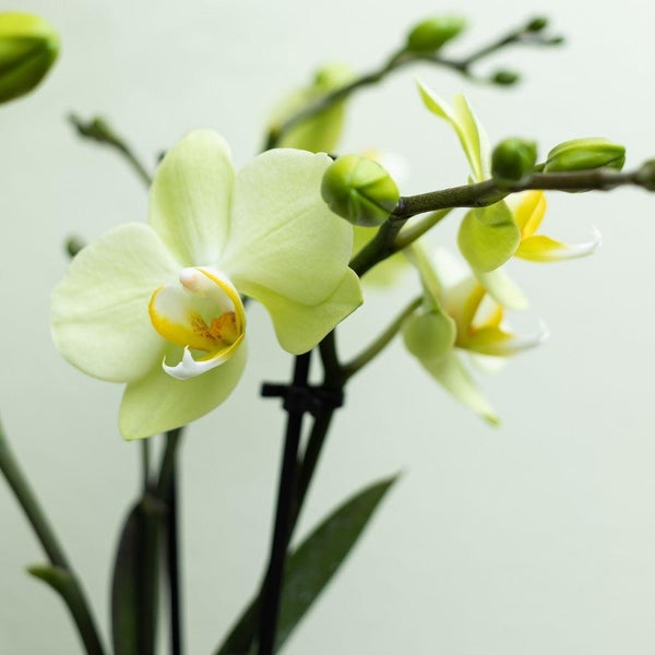 Kolibri Orchids gelbe Phalaenopsis-Orchidee 34cm hoch Topfgröße 9cm blühende Zimmerpflanze frisch vom Züchter