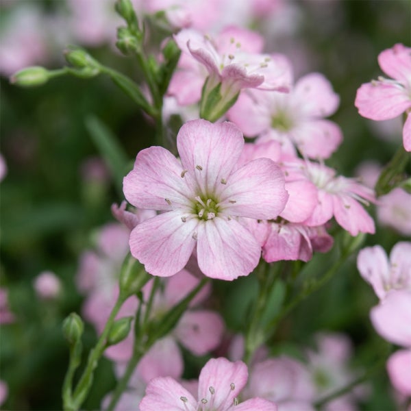 Blühendes Teppich-Schleierkraut Gypsophila repens mit kleinen rosa Blüten und grünen Knospen.