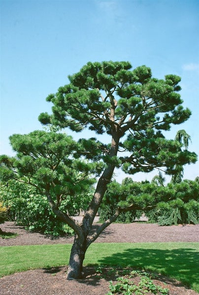 Pinus contorta, Küsten-Kiefer, 40–60 cm