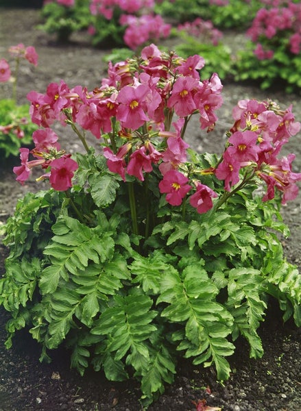 Blühende Primelgewächse im Gartenbeet