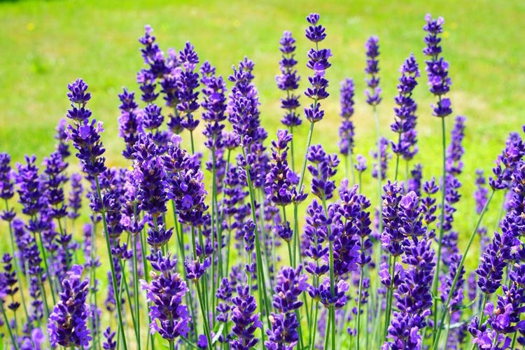 Kräuter-Set „Kräuter-Oase“, Bio-Jungpflanzen, Garten,  2x Bio-Koriander, 1x Bio-Petersilie glatt, 1x Bio-Nana Minze, 2x Bio-Thymian, 2x Bio-Kerbel, 2x Bio-Lavendel
