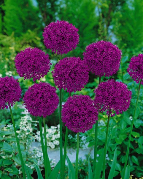 Allium aflatunense 'Purple Sensation', Zierlauch, violett, ca. 11x11 cm Topf
