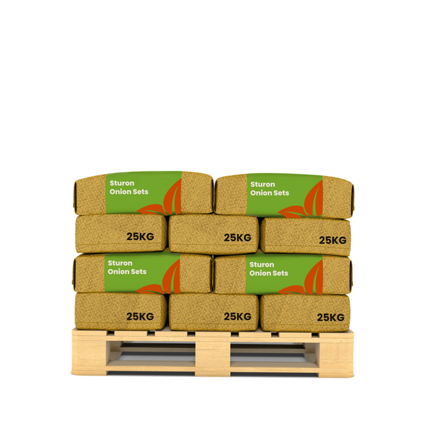 Reihe von Zwiebelpflanzen im Gartenbeet.