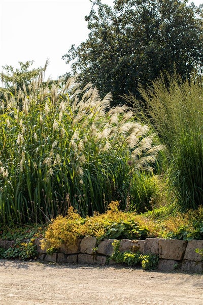 Miscanthus giganteus 'Aksel Olsen', Chinaschilf, 3-5 Liter Container