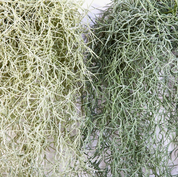 Grüne künstliche Hängepflanze im Stil von Spanischem Moos mit langen, dünnen Trieben.