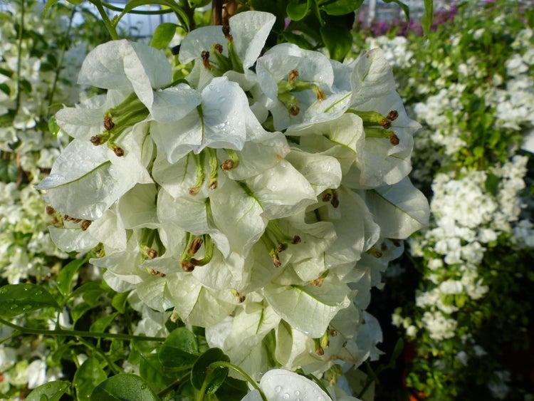 Weiße Bougainvillea mit grünen Blättern und Wassertropfen auf den Blüten.