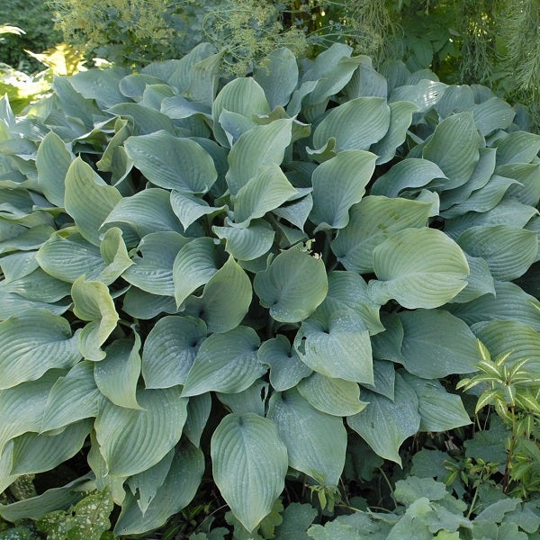 Funkie mit breiten Blättern im Garten