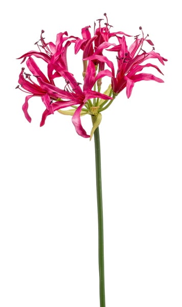 Künstliche Nerine Blume in Pink mit langem grünen Stiel.