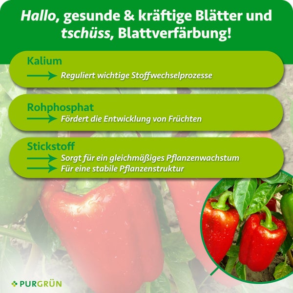 Infografik zur Wirkungsweise von Pflanzendünger mit den Inhaltsstoffen Kalium, Rohphosphat und Stickstoff für gesundes Pflanzenwachstum.