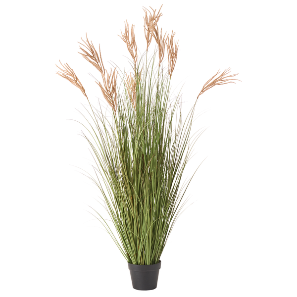 Ziergras im Topf für den Innenbereich